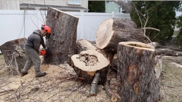 Large trunk sections and a cut stump on site before grinding, GMX Tree Services in Milford, MA