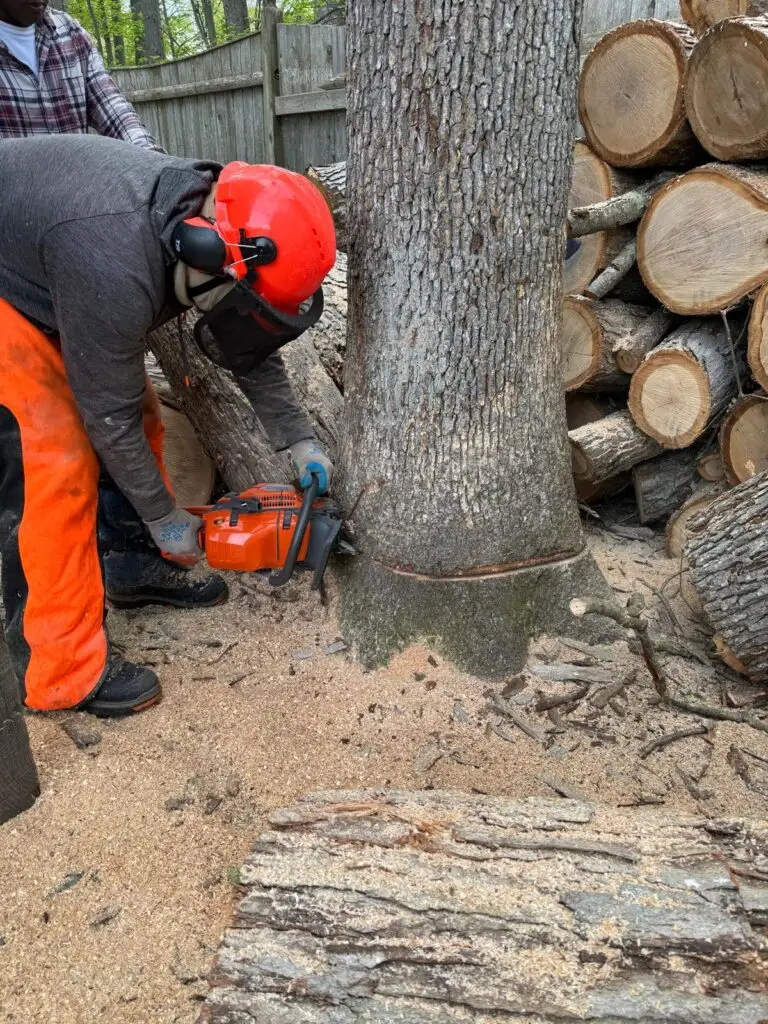 GMX Tree Services crew member making a cut at the base of a trunk beside stacked rounds in Milford, MA
