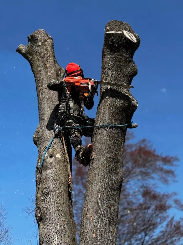 GMX Tree Services climber pruning a large tree over a residential yard in Milford, MA