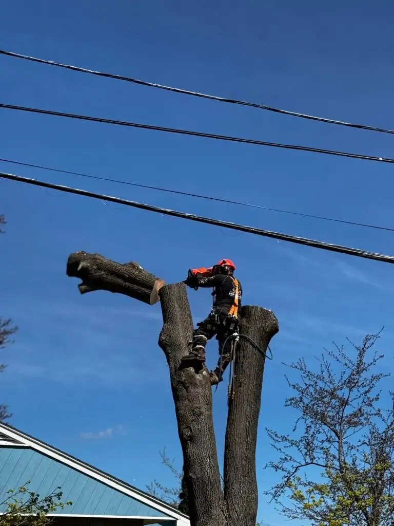 GMX Tree Services climber cutting a limb growing into overhead service lines above a home in Milford, MA