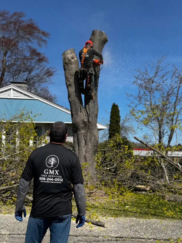 GMX Tree Services crew member overseeing a climber during a tree trimming job in Milford, MA
