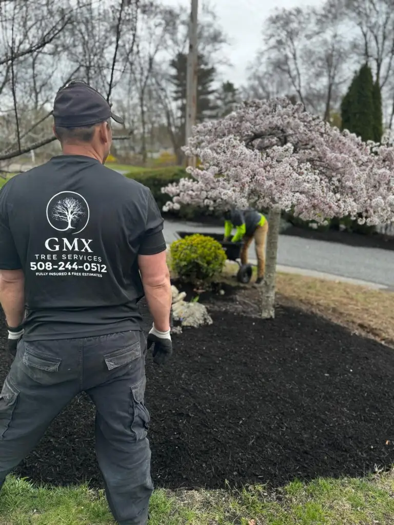GMX Tree Services crew member spreading fresh mulch in a garden bed beside a flowering tree in Milford, MA