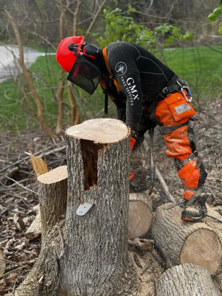 GMX Tree Services crew member beside a freshly cut stump left after a tree removal in Milford, MA