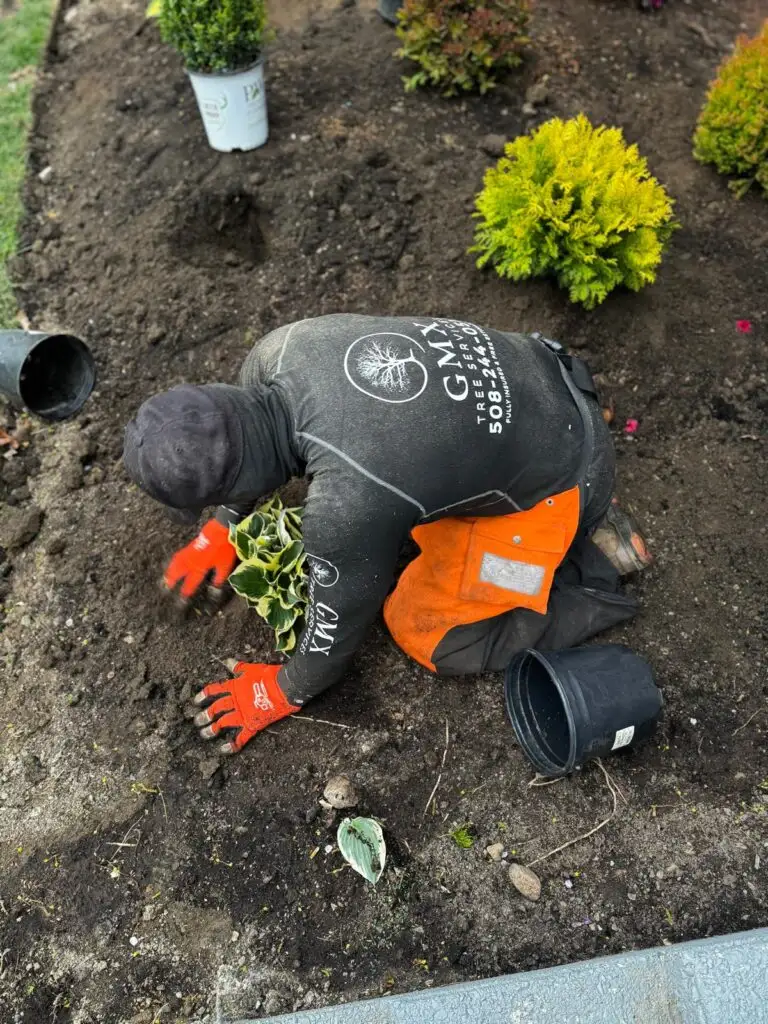 GMX Tree Services crew member planting shrubs in a freshly prepared garden bed in Milford, MA