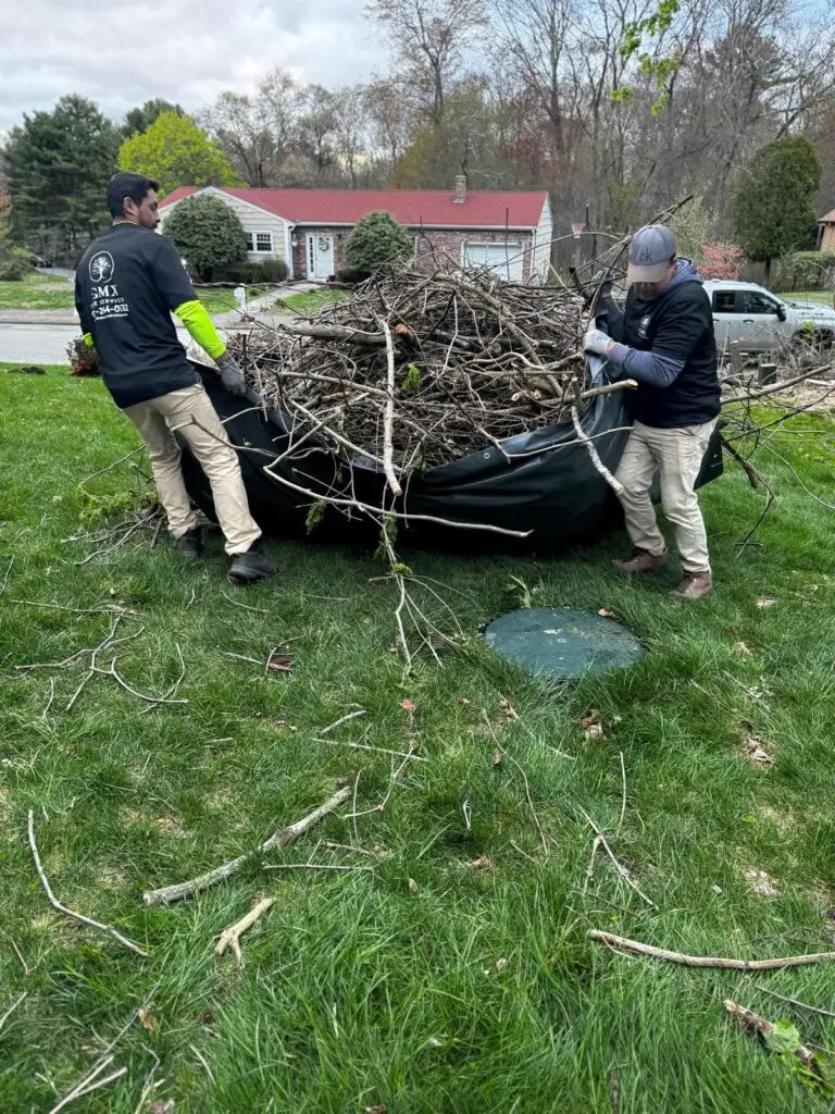 GMX Tree Services crew hauling a tarp loaded with brush and prunings off a property in Milford, MA