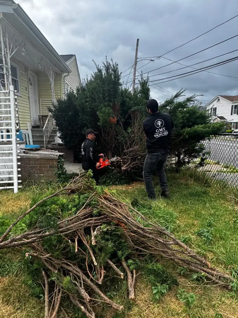 GMX Tree Services crew clearing brush and overgrowth from a garden bed beside a home in Milford, MA