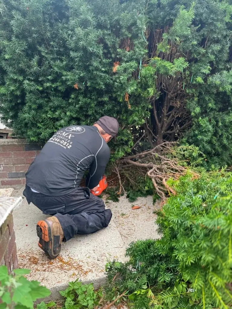 GMX Tree Services crew member cutting back an overgrown hedge at a residential property in Milford, MA