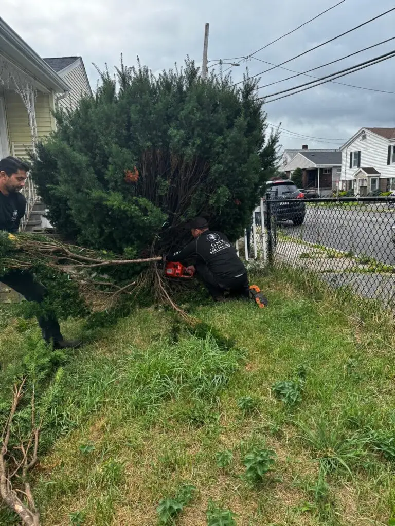 GMX Tree Services crew pulling out an overgrown evergreen along a fence line in Milford, MA