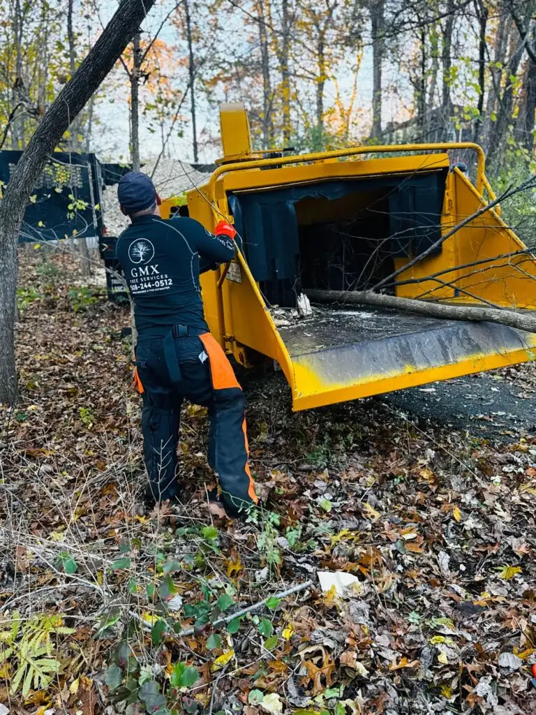GMX Tree Services crew member feeding brush into the chipper during a yard clean up in Milford, MA