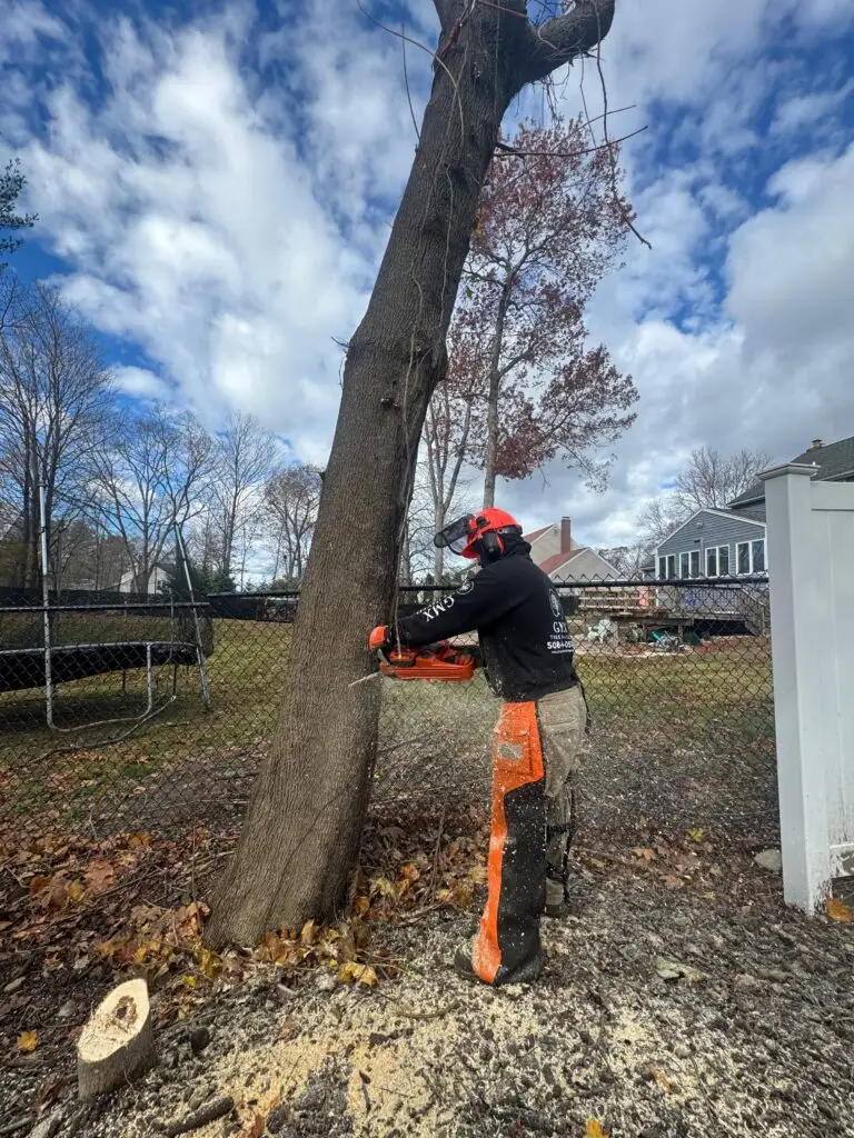 GMX Tree Services climber cutting back a leaning tree over a residential yard in Milford, MA