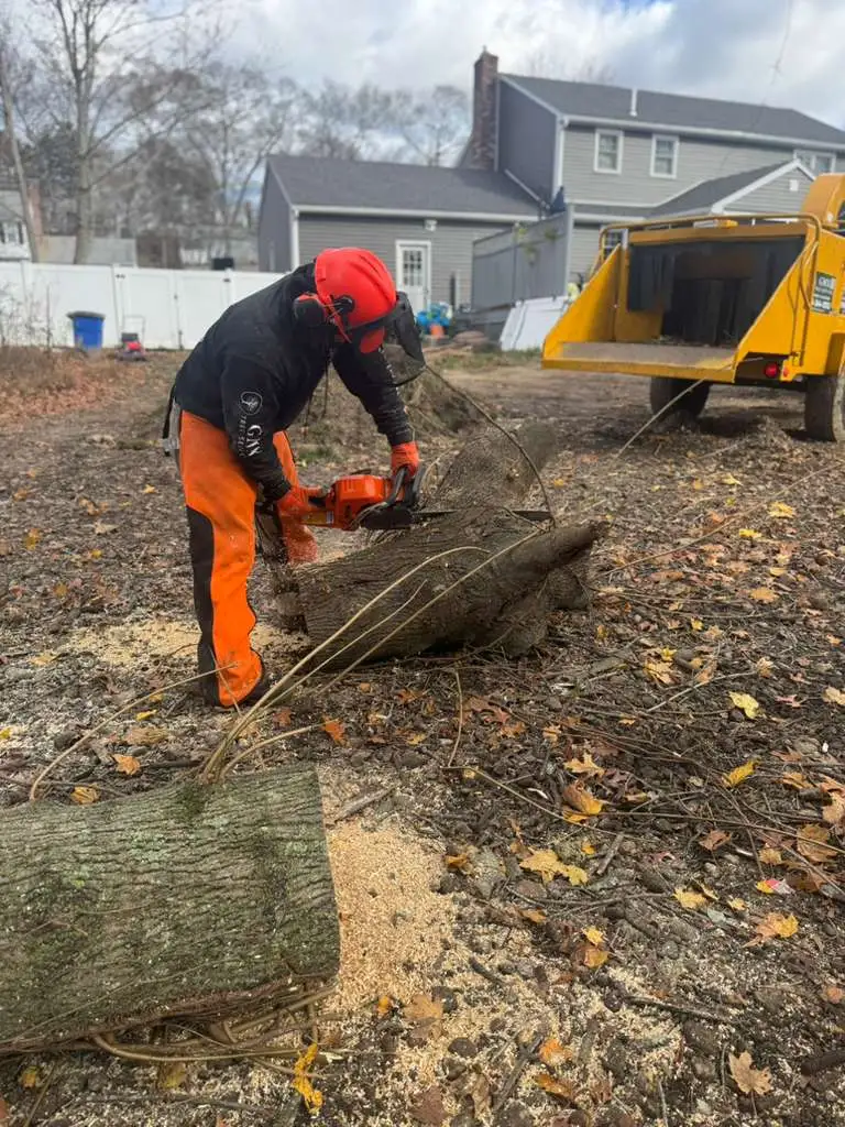 GMX Tree Services crew member cutting at ground level next to the chipper during a stump job in Milford, MA