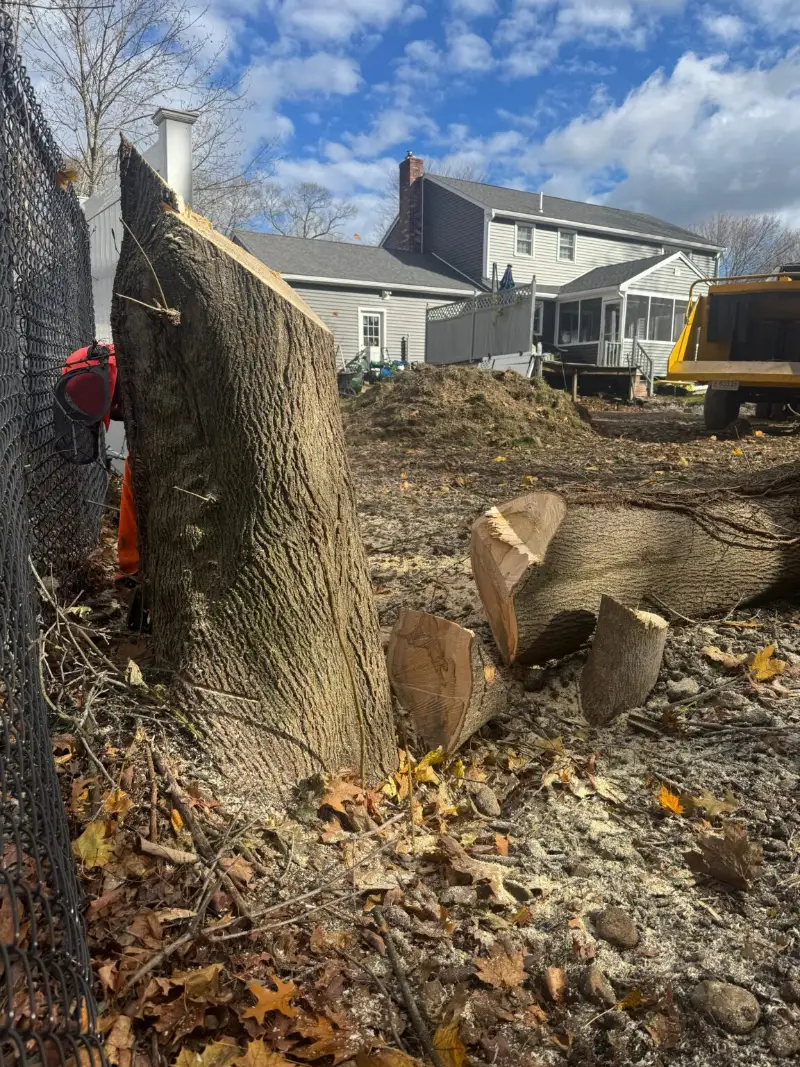 Large tree trunk cut down to a stump in a residential yard in Milford, MA, ready for grinding
