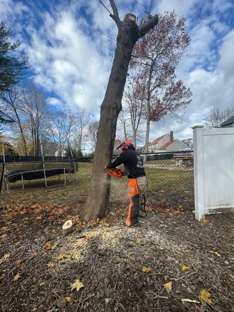Professional tree work by GMX Tree Services