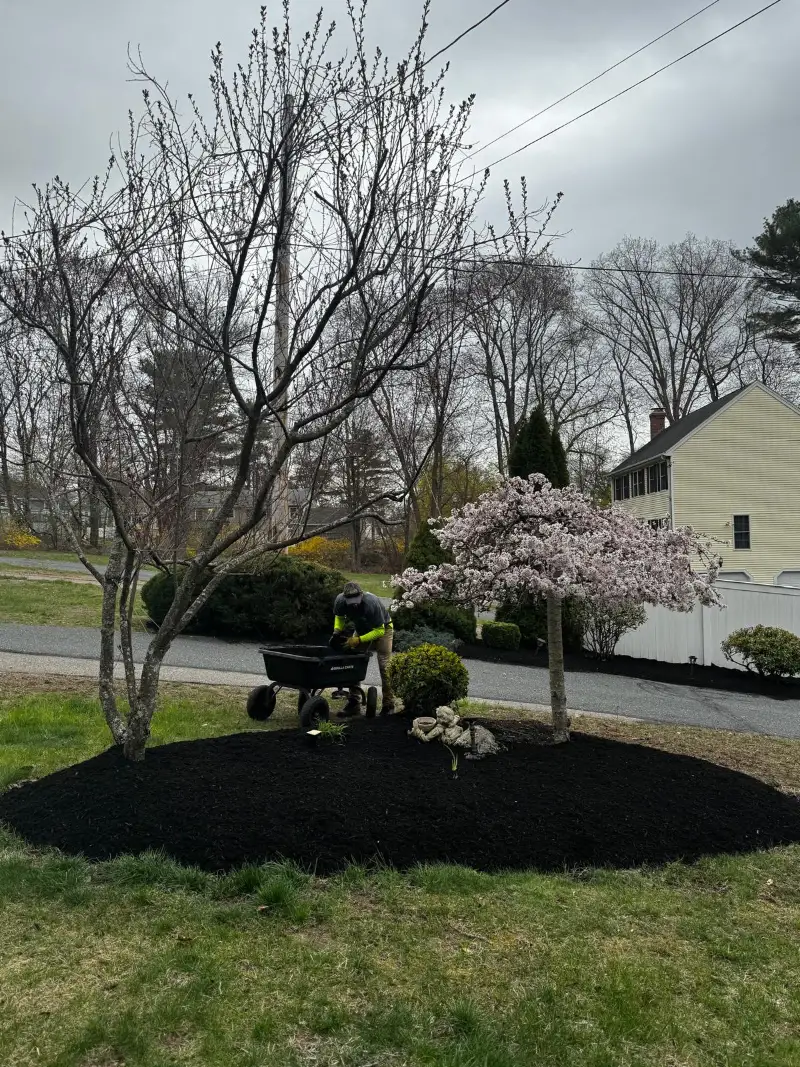Fresh black mulch bed with a clean cut edge around ornamental trees at a home in Milford, MA, installed by GMX Tree Services