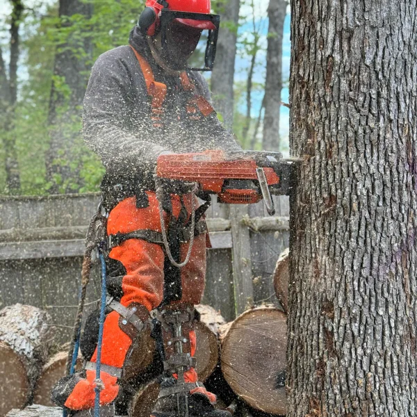 GMX Tree Services crew member working on a residential property in Milford, MA