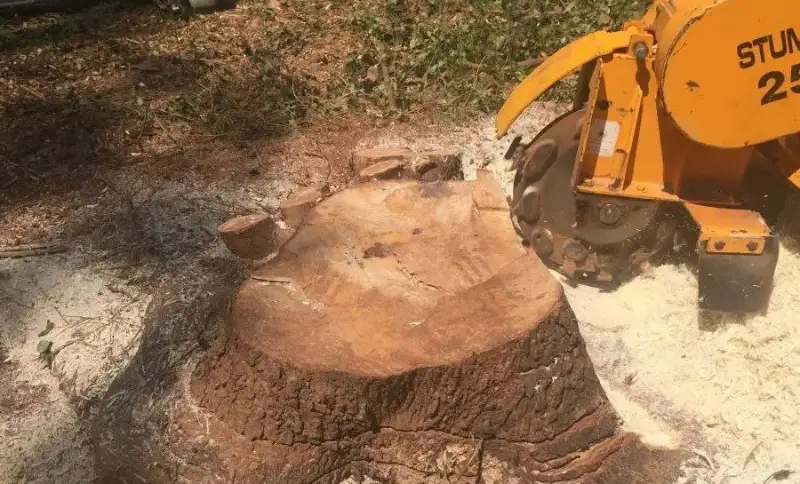 GMX Tree Services stump grinder cutting a large stump down below grade, with fresh wood chips around it, in Milford, MA
