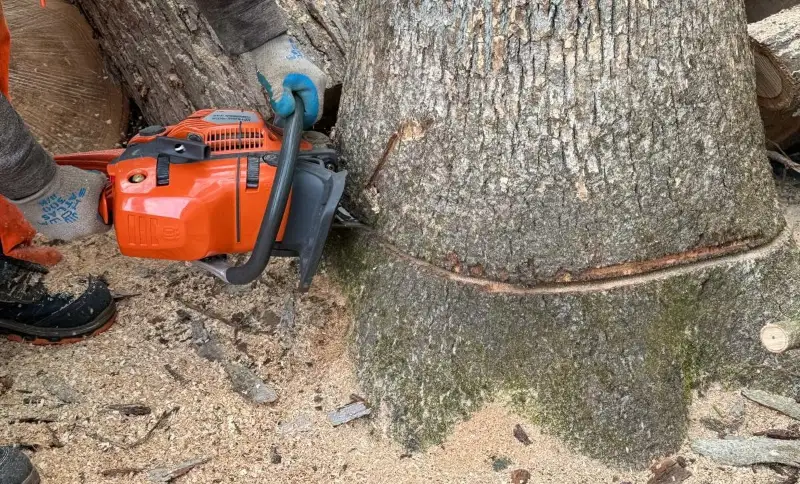 GMX Tree Services arborist cutting into the base of a large tree trunk with a chainsaw during a removal in Milford, MA