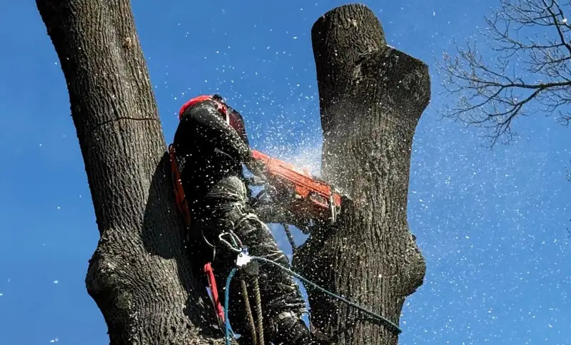 GMX Tree Services climber roped into a tall tree, cutting a limb with a chainsaw in Milford, MA