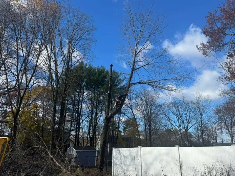 GMX Tree Services climber rigging and dismantling a tall tree above a fenced backyard in Milford, MA