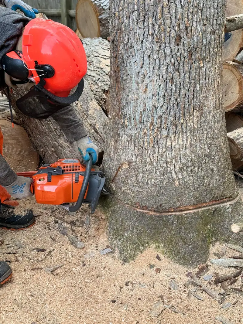 GMX Tree Services arborist making a felling cut at the base of a large tree, wearing a helmet and hearing protection